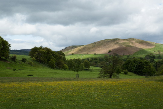 Country-Rolling Fields